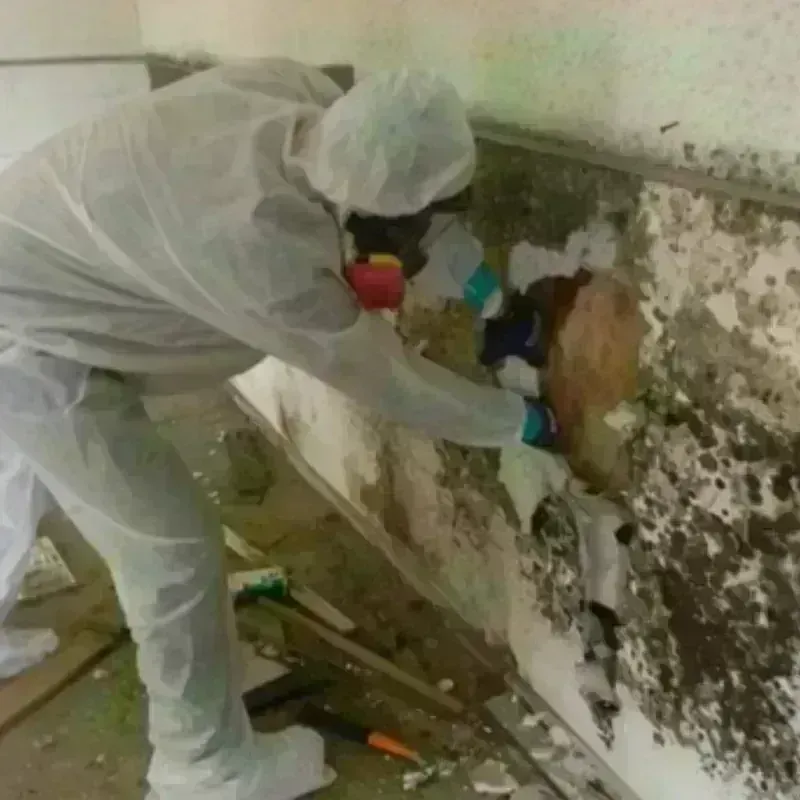 Mold Remediation and Removal in Grady County, OK